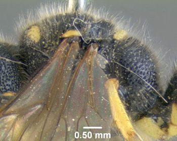 Media type: image;   Entomology 603063 Aspect: thorax lateral